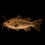 Cooked Bullhead
